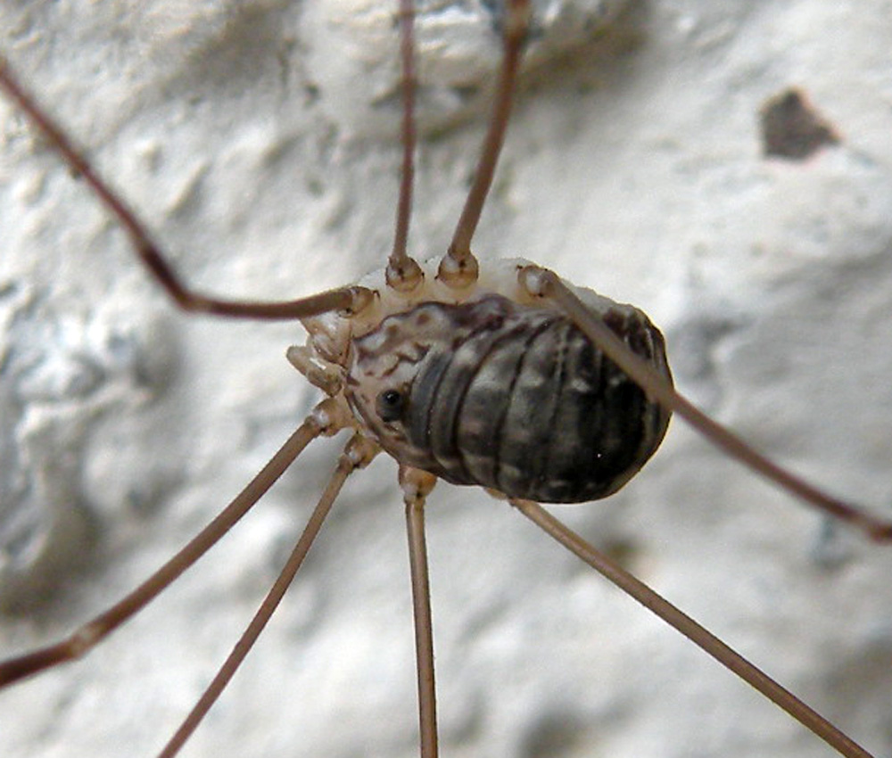 Dalle Dolomiti del Brenta: Leiobunum sp.